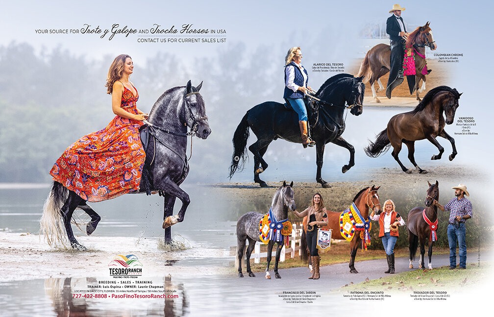horses for sale magazine ad design