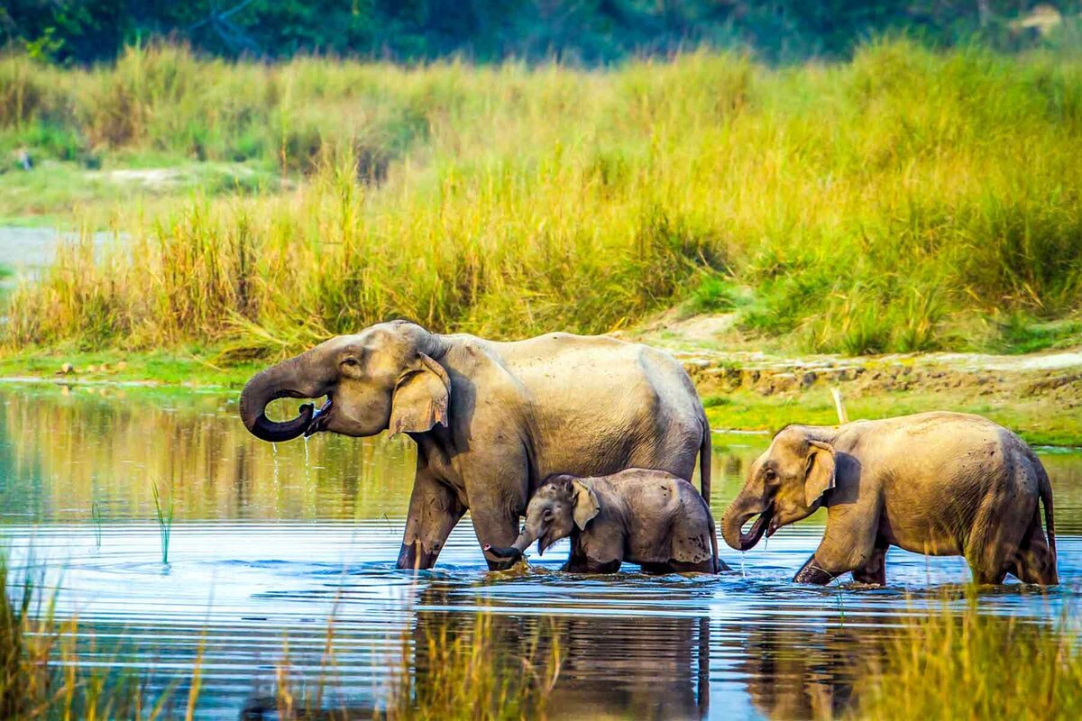 Waterstone - Platinum By Trans India- Nepal - Luxury Destination Management Company - Wildlife-Jungle-Safari-Tours-Nepal-Chitwan-National-Park_1800x1200