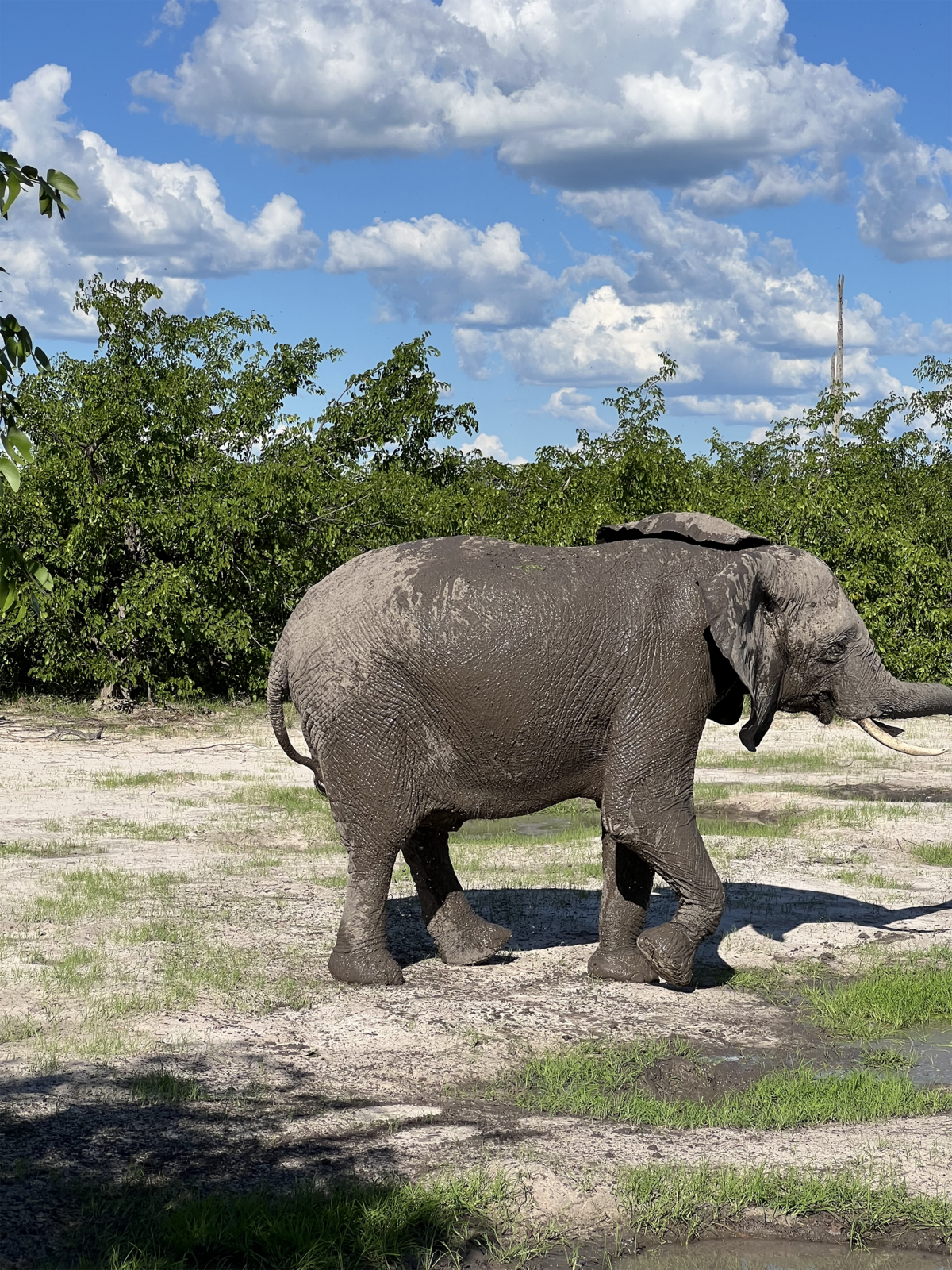 Michelle Norwood Living - Luxury Travel Inspiration - Botswana - IMG_2747