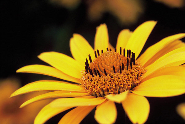 Fleur_jaune_sur_fonds_noir