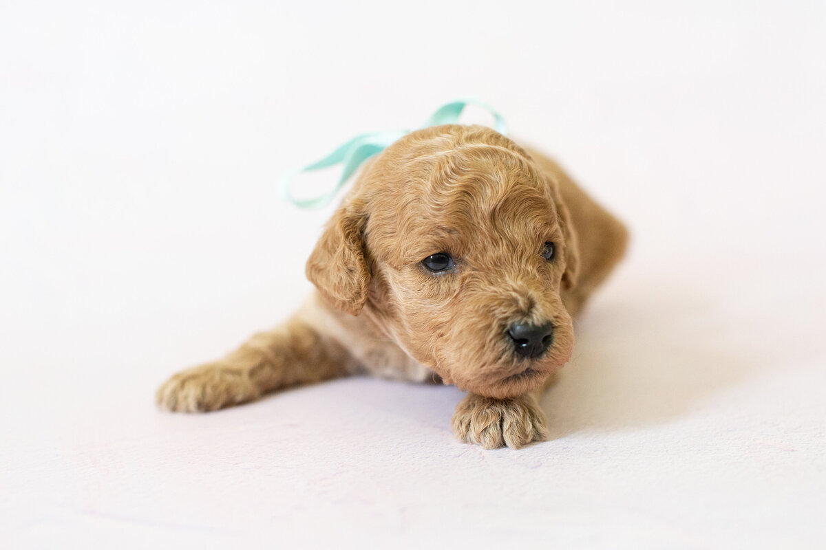 Darcy-3