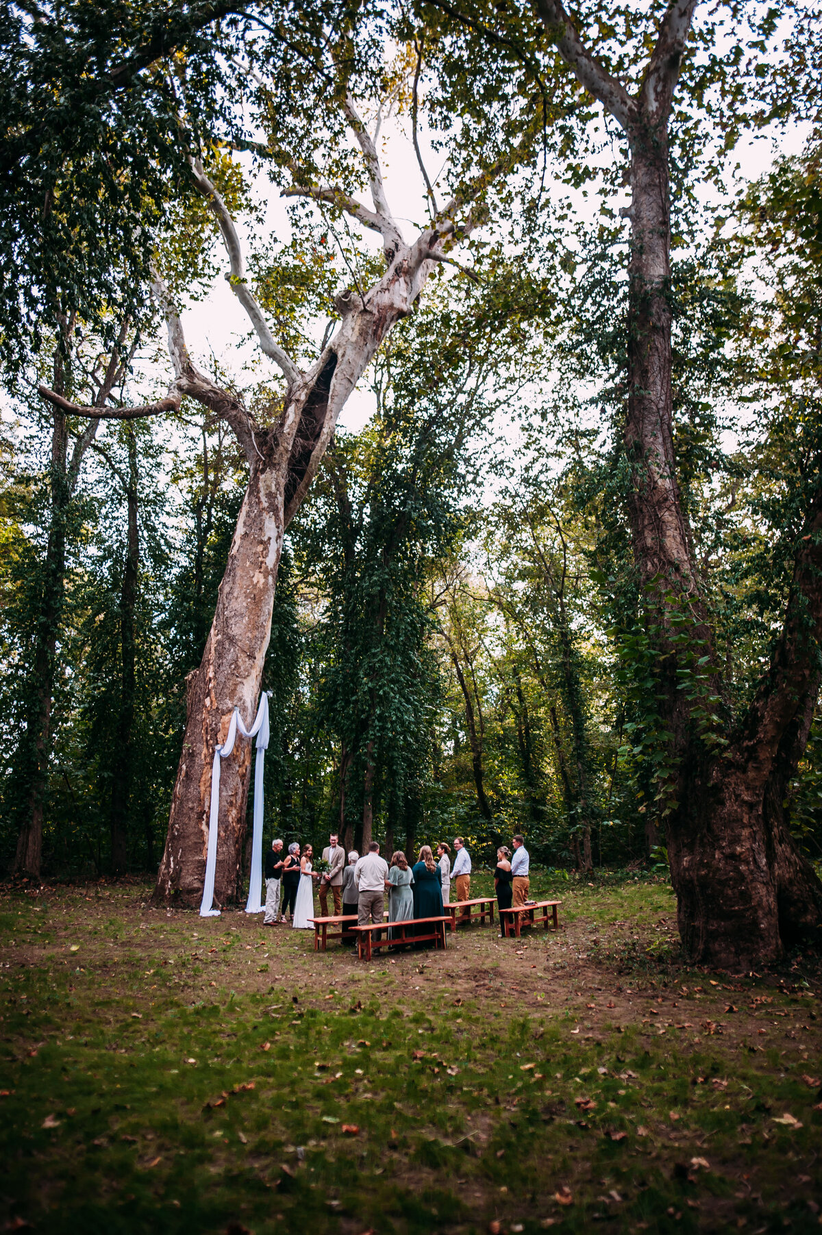 small summer wedding near tall trees