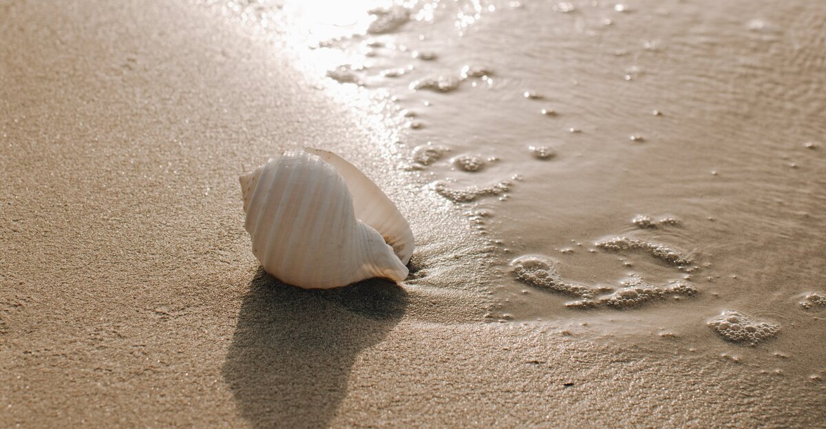 Shell on beach