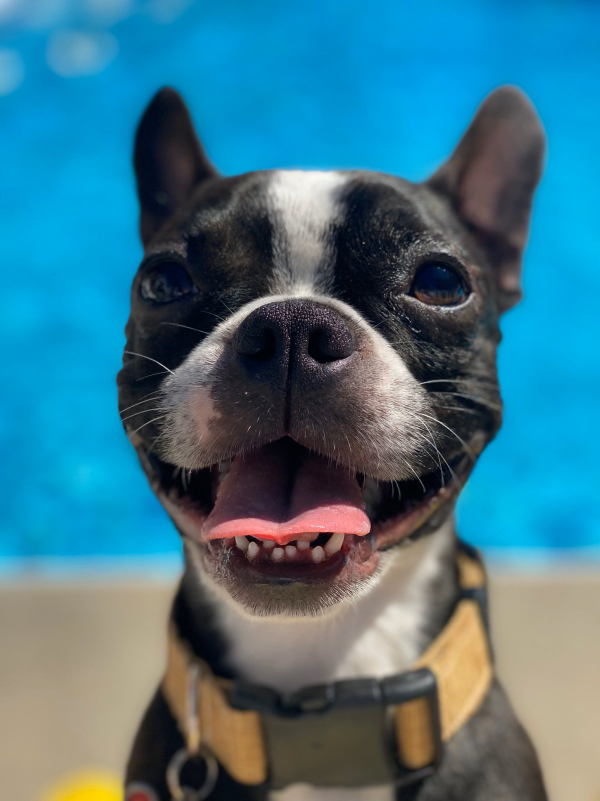 Tuxedo Pups Tuxedo Boston Puppy Pool