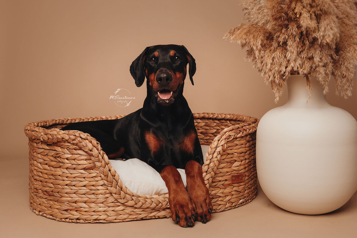 Mswitsersphotography heeft een foto studio waar er foto's worden gemaakt met een achtergronddoek en flitser. 