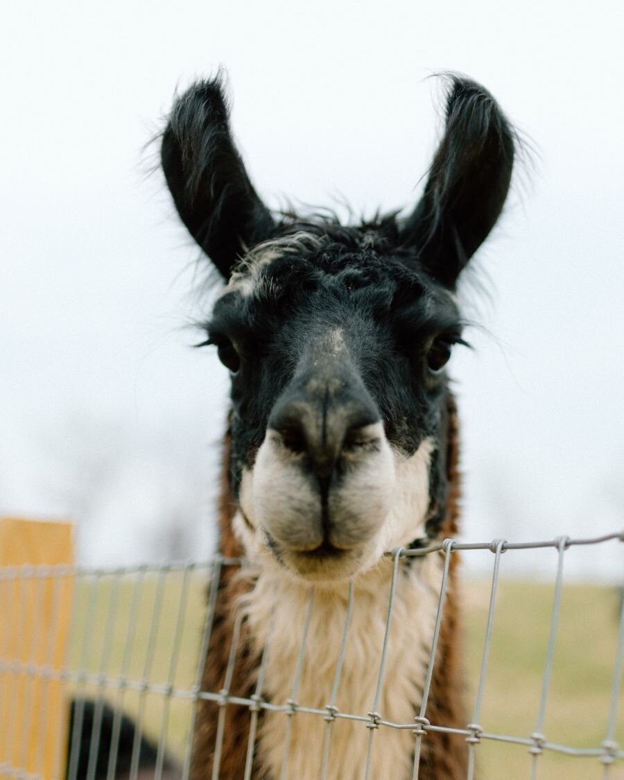 heartbreaker llama