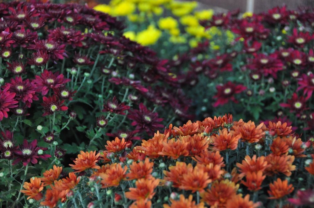 Commercial landscape company project in Kansas City: seasonal flowers showcase
