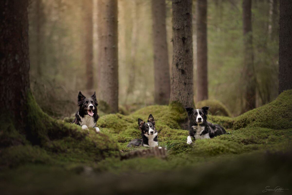 sagofoto-hund