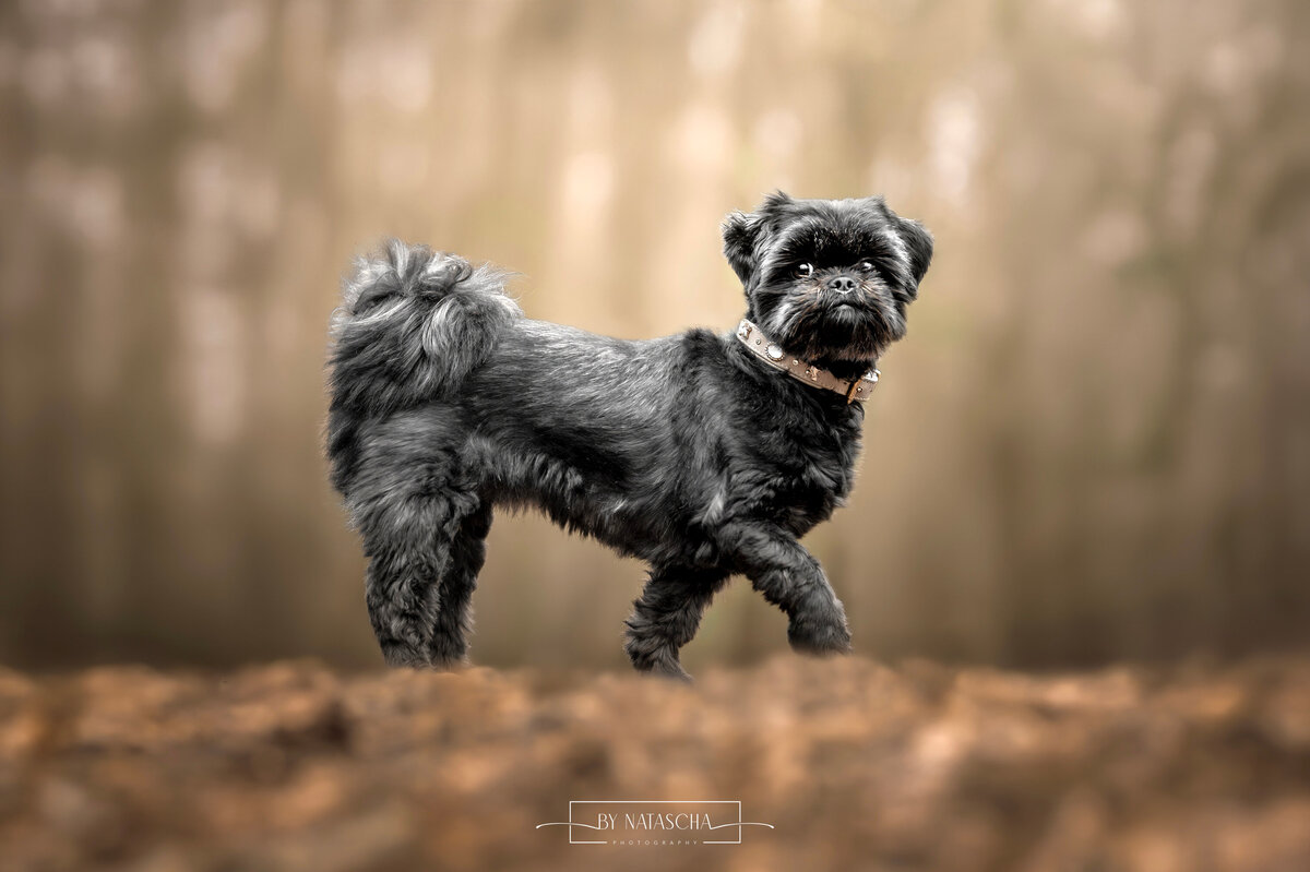 ByNataschaPhotography_Hondenshoot_11