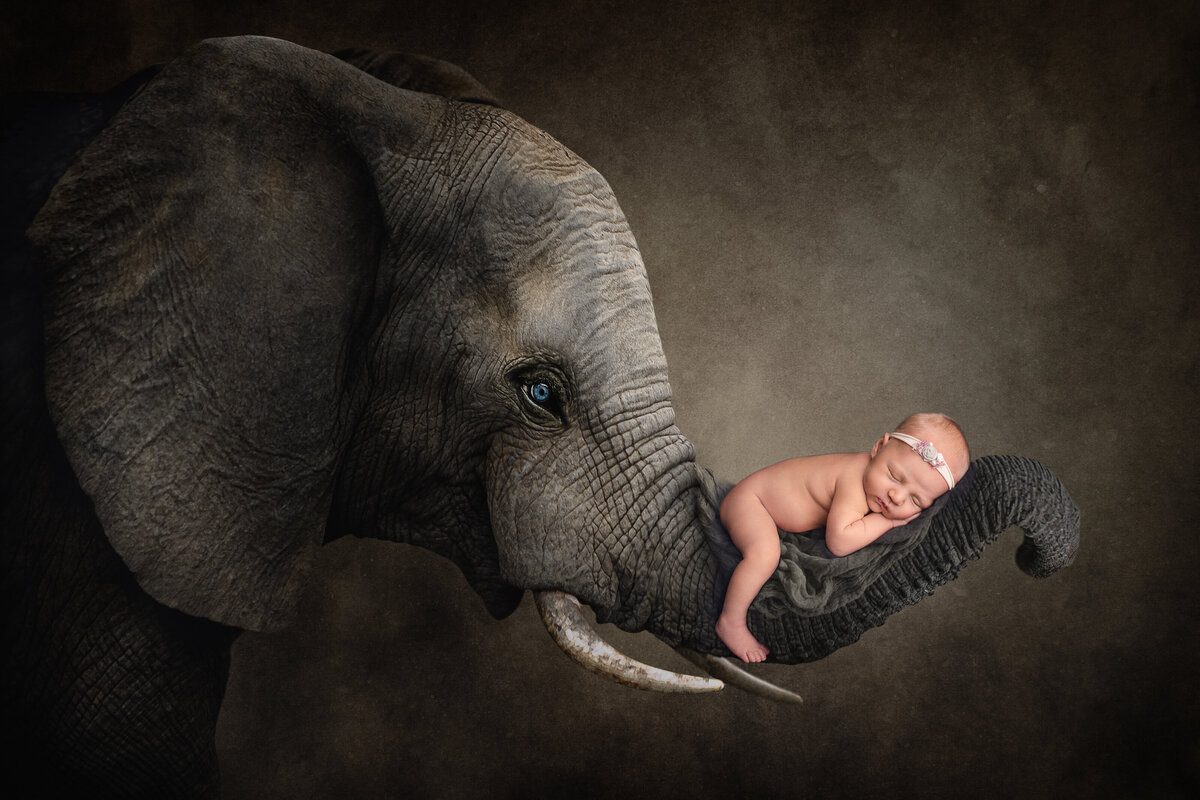 Newborn digital composite sleeping on an elephant in akron canton studio.