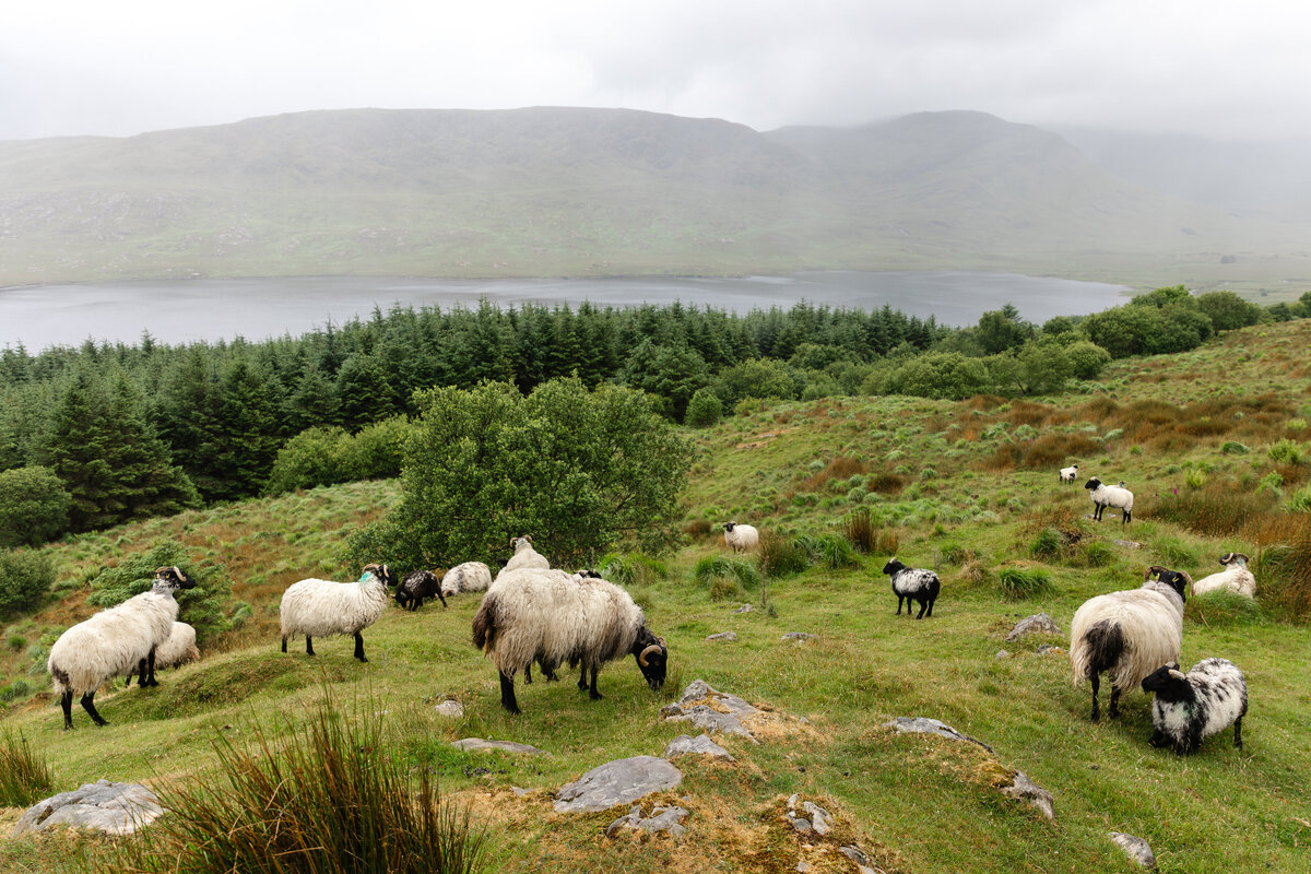 Ireland-Wild Atlantic Way-Family Travel Photographer-Homeschool Travel Photographer-Travel Photographer-Kate Neal Photography