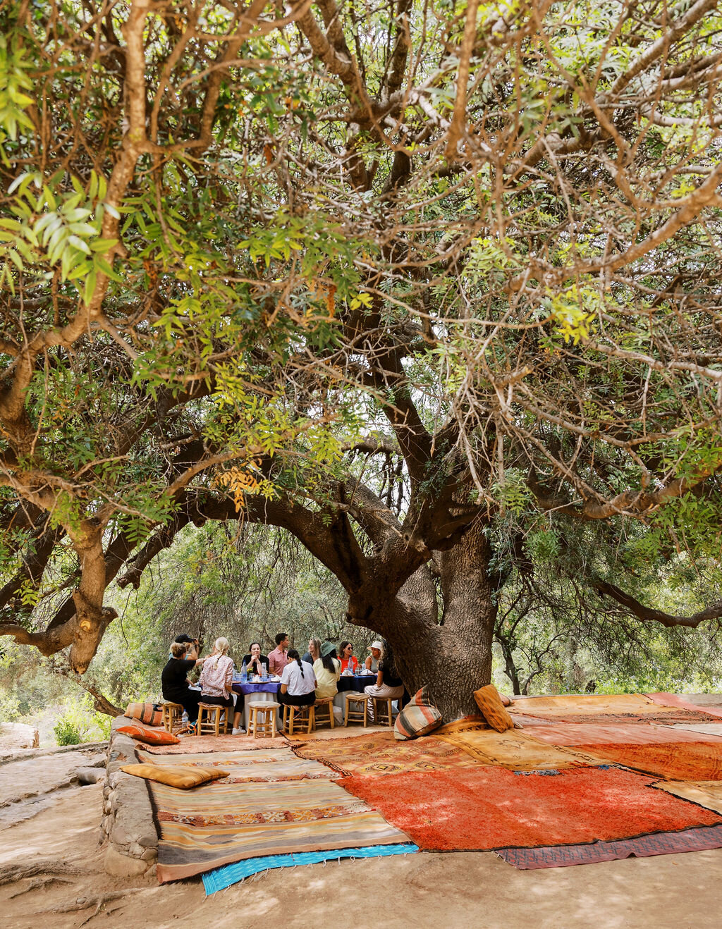 pistachio trees
