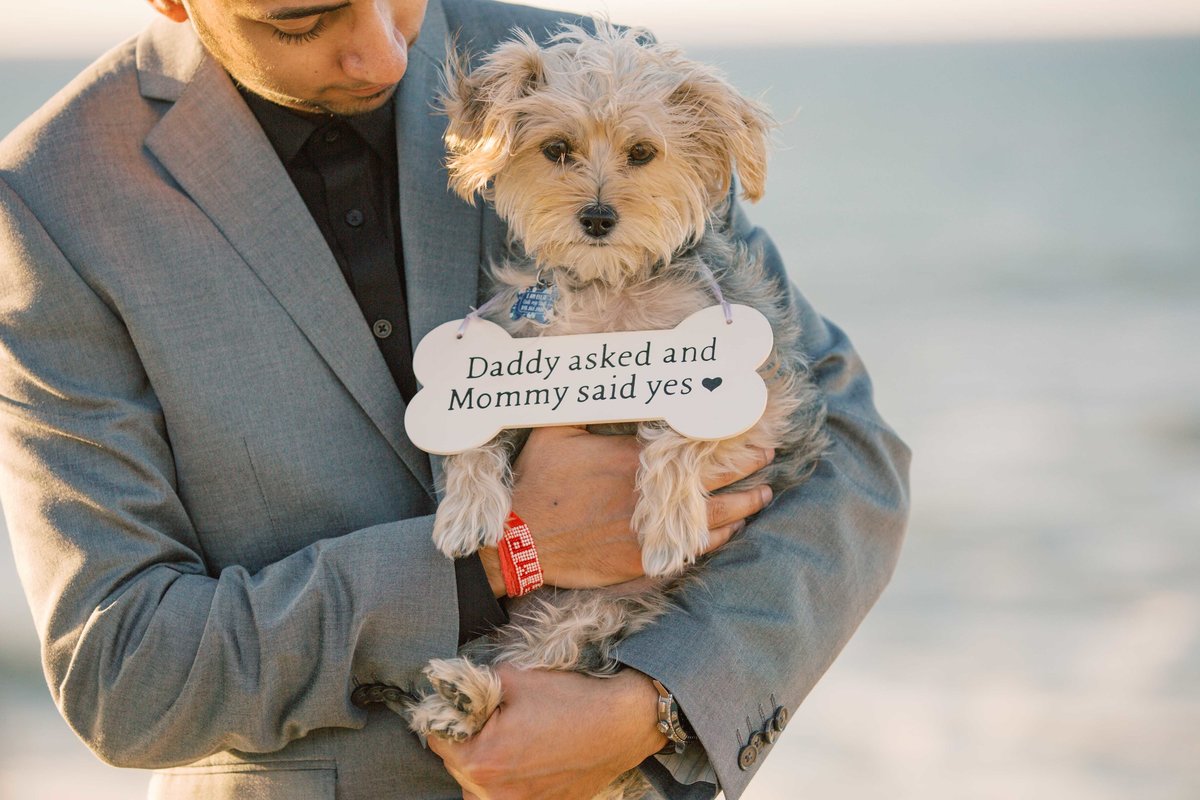 Babsie-Ly-Photography-San-Diego-Proposal-Engagement-Sunset-Cliffs-Indian-Couple-Dog-Surprise-003