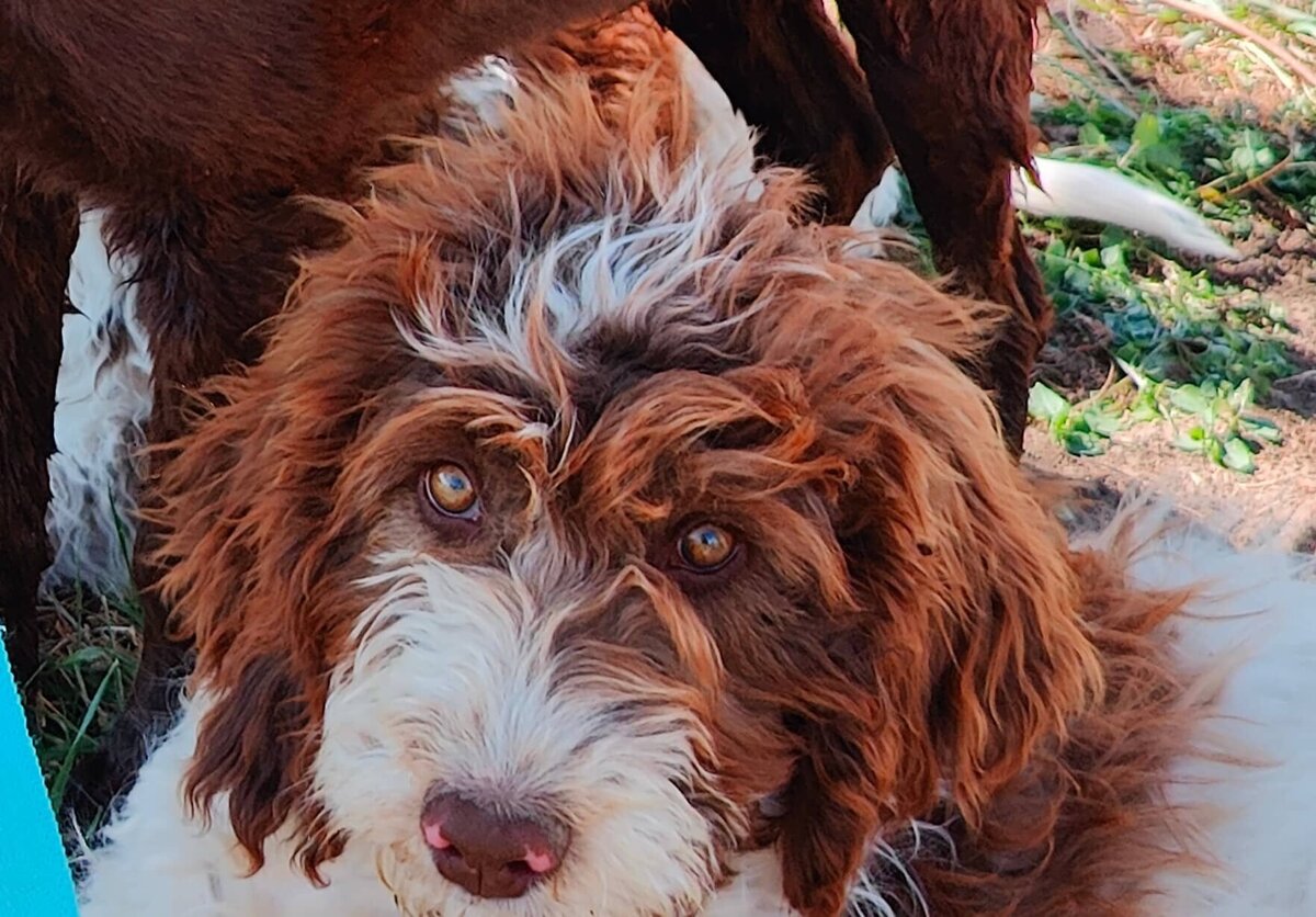 Small Country Mini Doodles Kansas City Cavapoos448460013_479689727964788_5121334450248663194_n