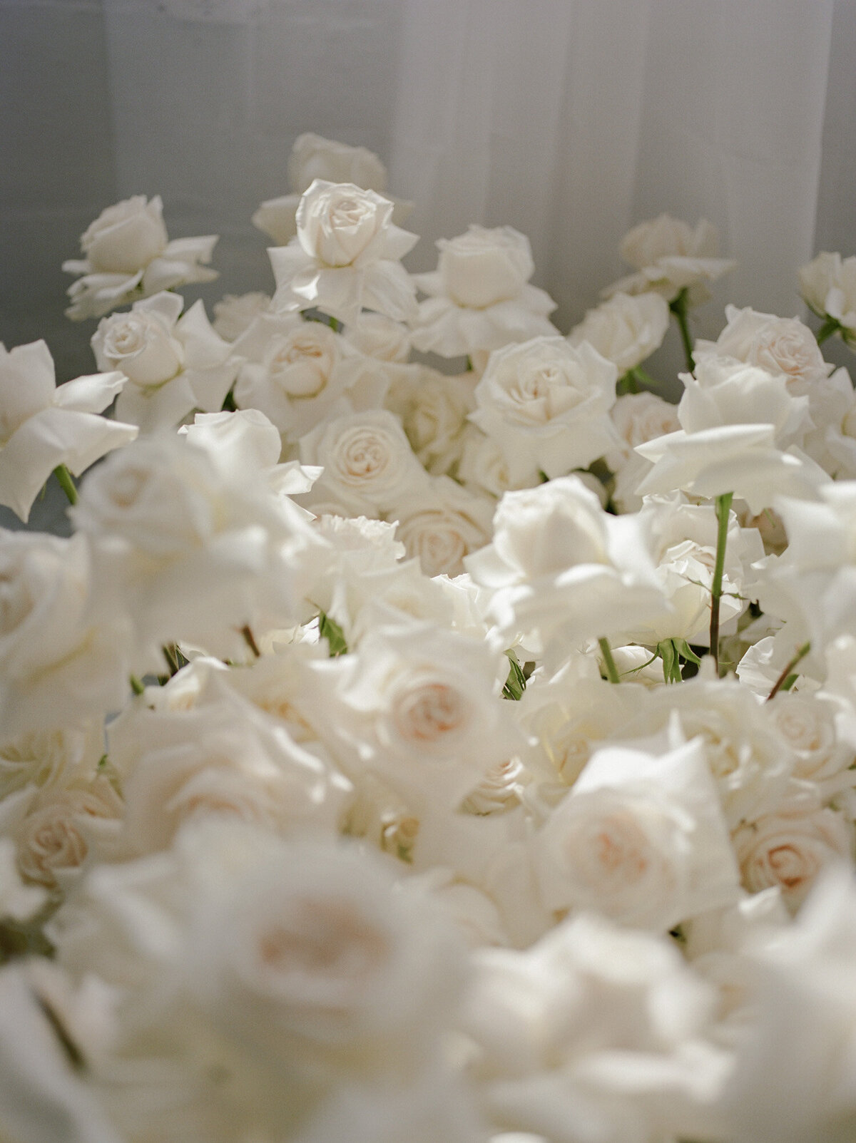 light through petals, abundant white blush roses, film florist branding photos 