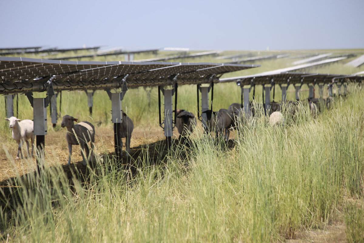 Yetwood Farms solar panel vegetation management sheep 3