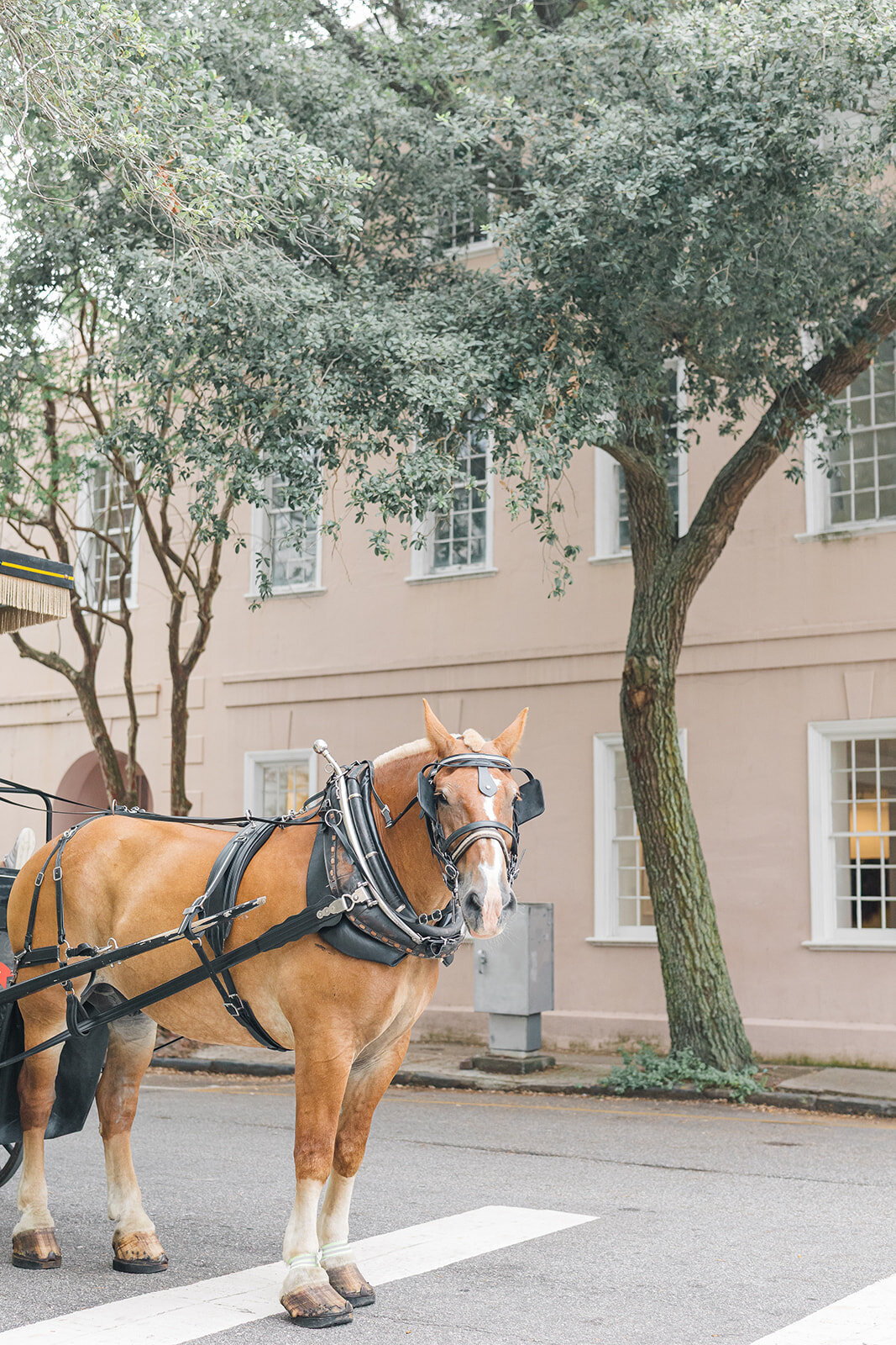 Charleston-2-Makenzie Cioffi Photography LLC_ 2025