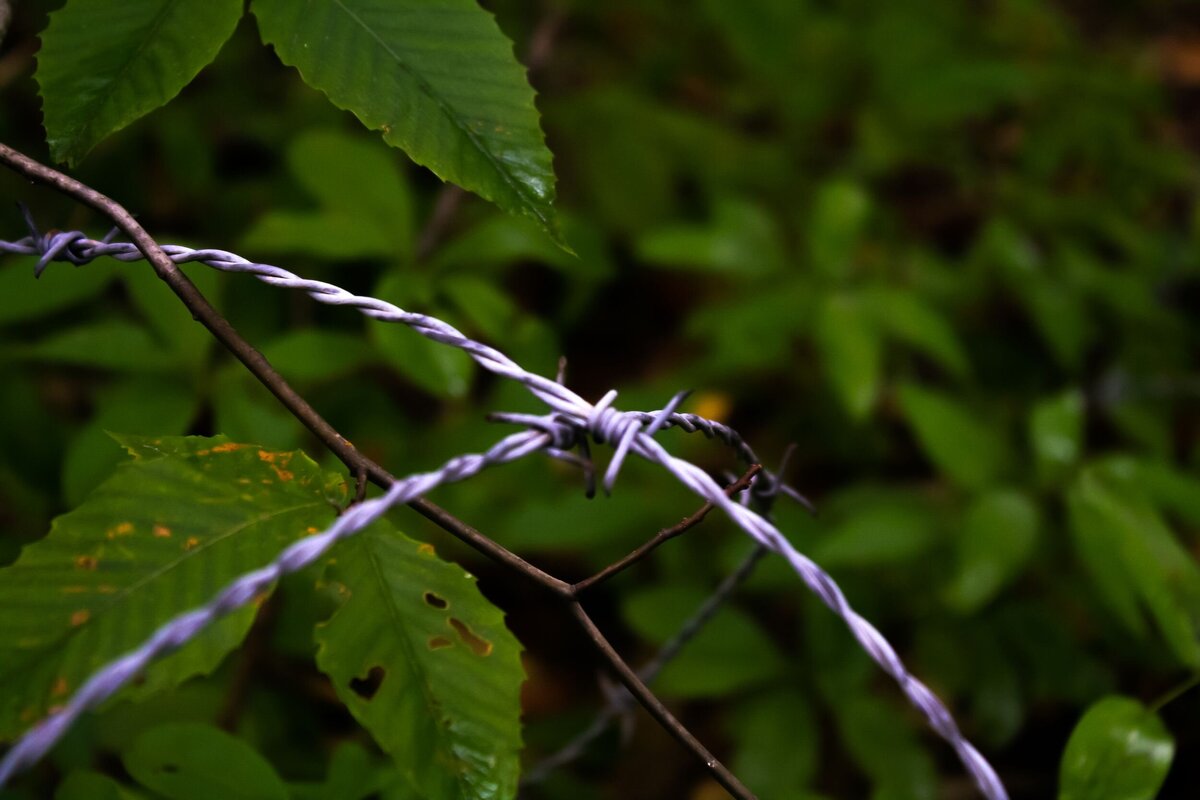Barbed_Wire-2979be7b-2500