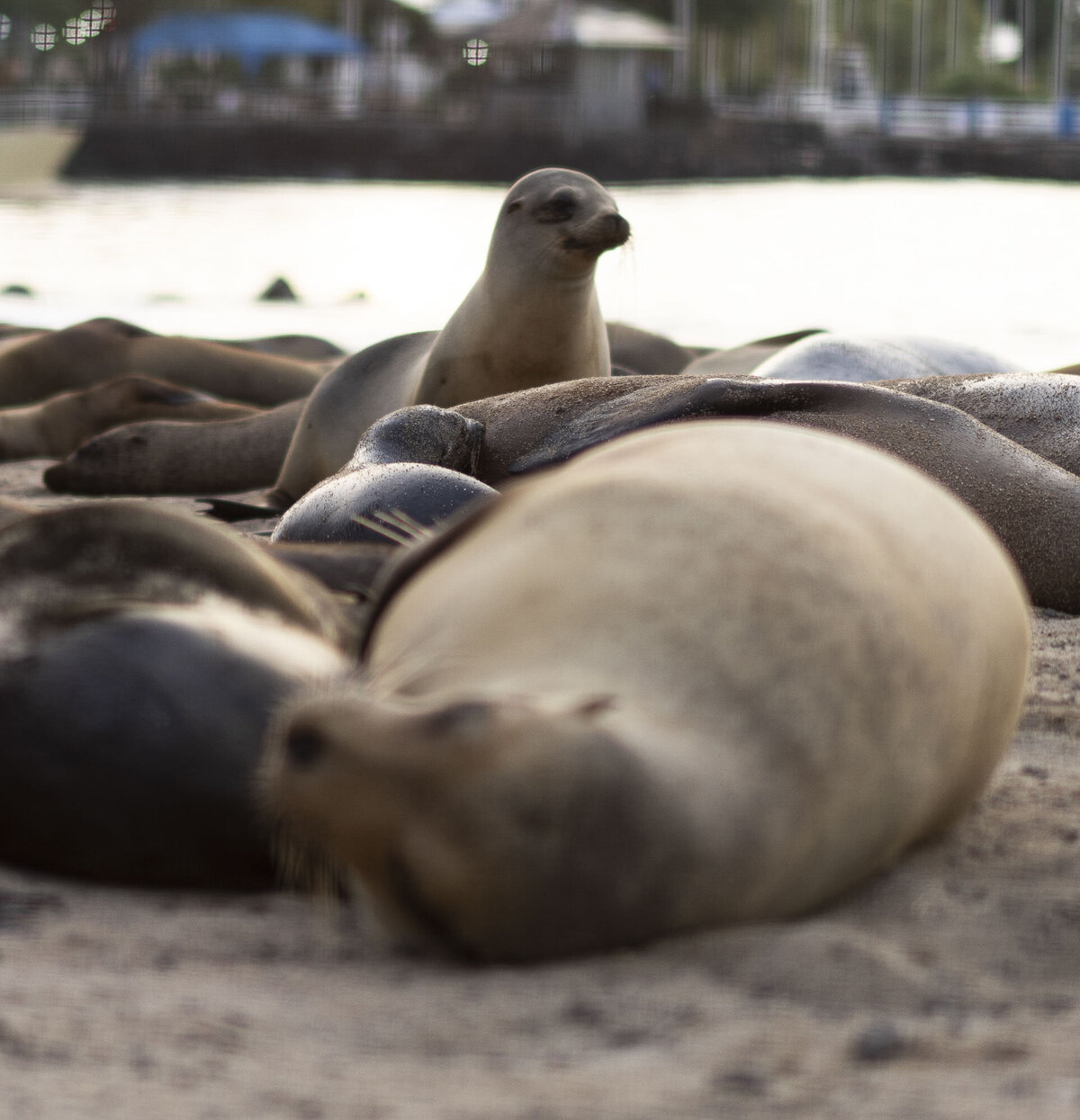 Galapagos Islands Sea Lions Photography_By Stephanie Vermillion(1)