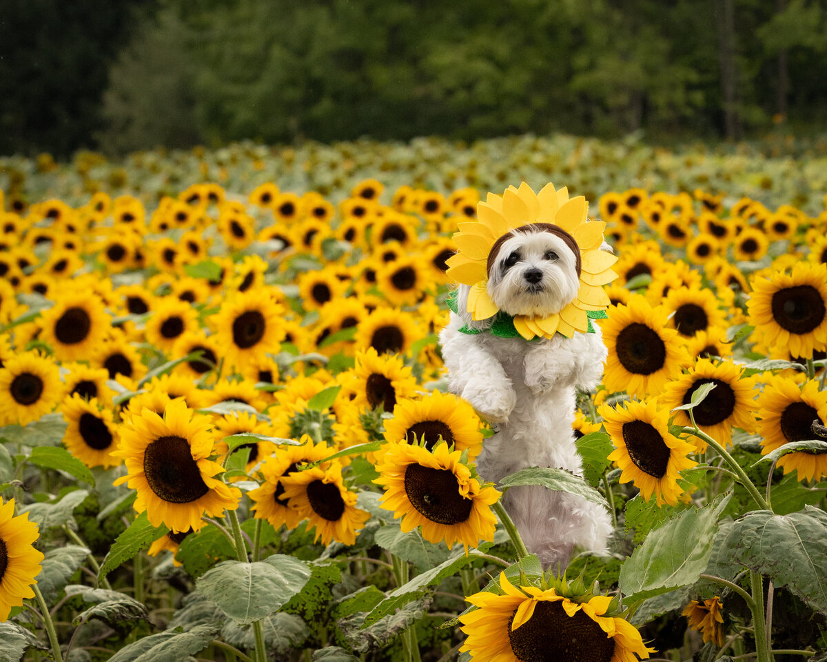 Pet photos outdoors Cleveland Ohio--19