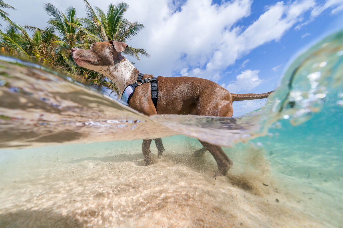 Keri-Nakahashi-Photography-Hawaii-Underwater-Photographer-16