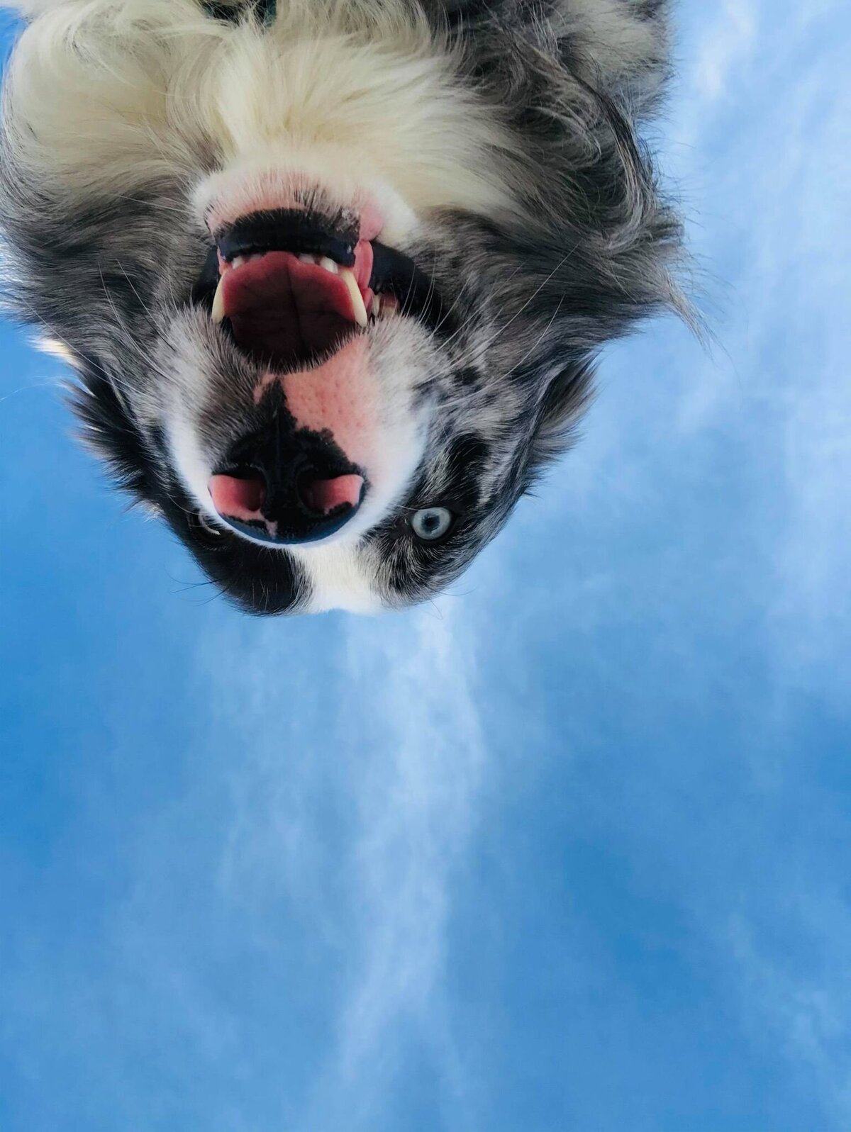 131894468_411454253379520_1090751786163006648_n