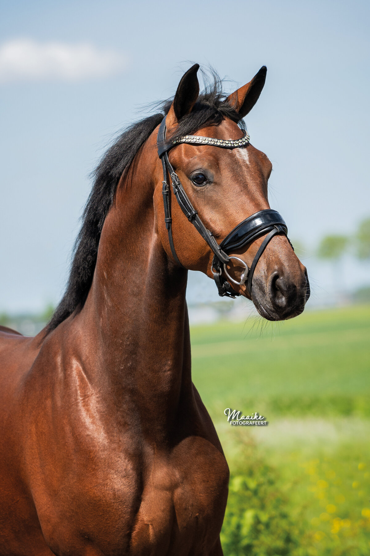 StalPollux_190523044_logo