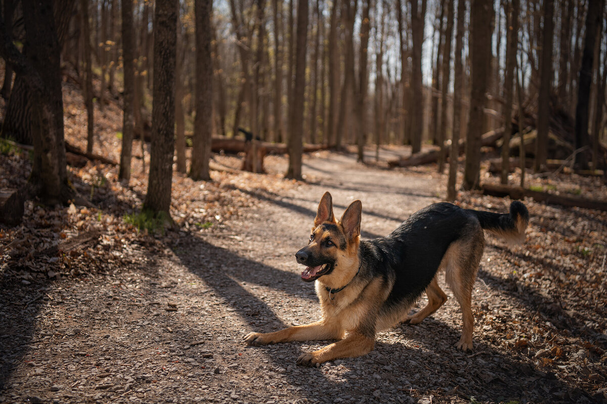 German Shepherd is on a trail in the park of Chambers Grove. Photographed in Duluth, Minnesota by Paddle Paws Photography.