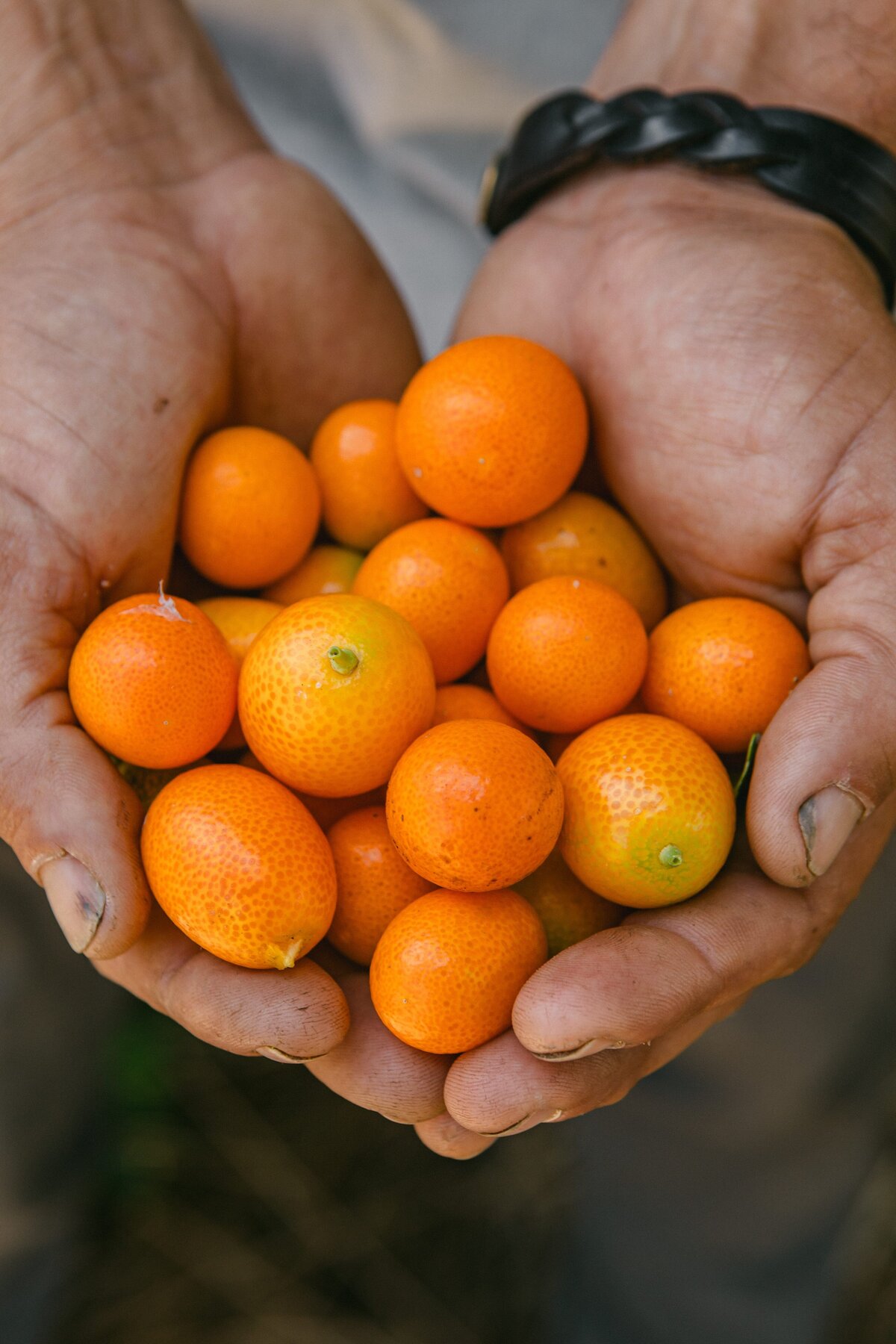 The-Ripe-Org-Farm-Ventura-California-Santa-Paula-Non-Profit-0039