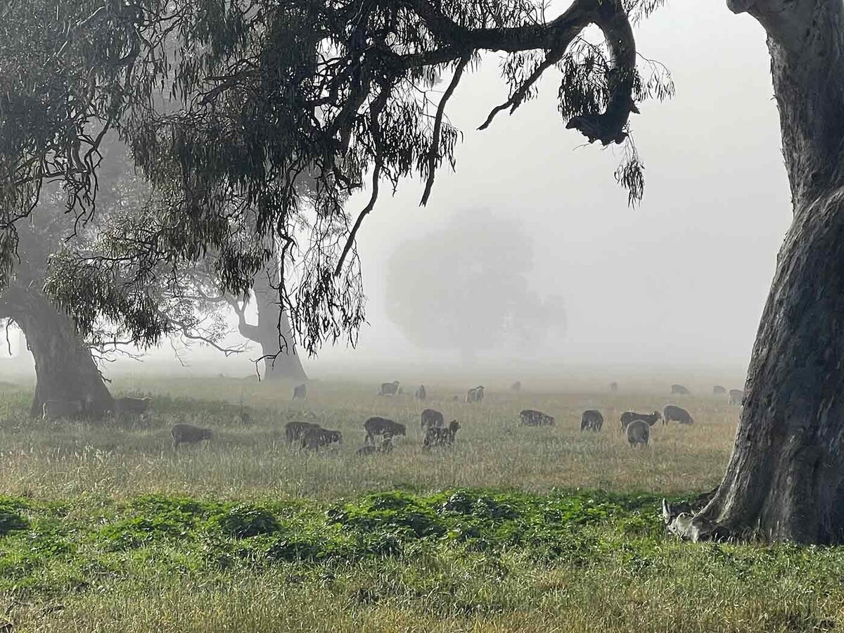 Welfare Environment Farm