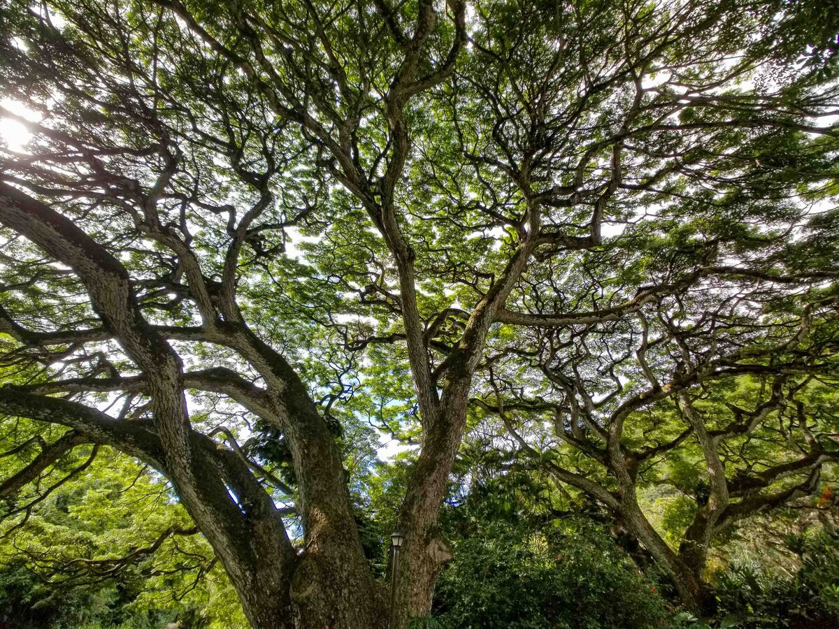 Sprawling canopy of a monkeypod tree with twisting branches and dense green foliage on O'ahu, Hawaii ©Stephanie Dosch | theViatrix Luxury Travel