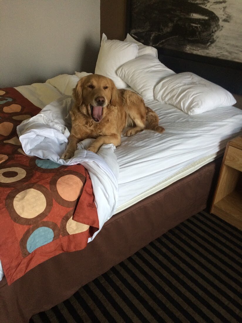 Appelgate-Golden-Retriever-Puppies-Molly-5