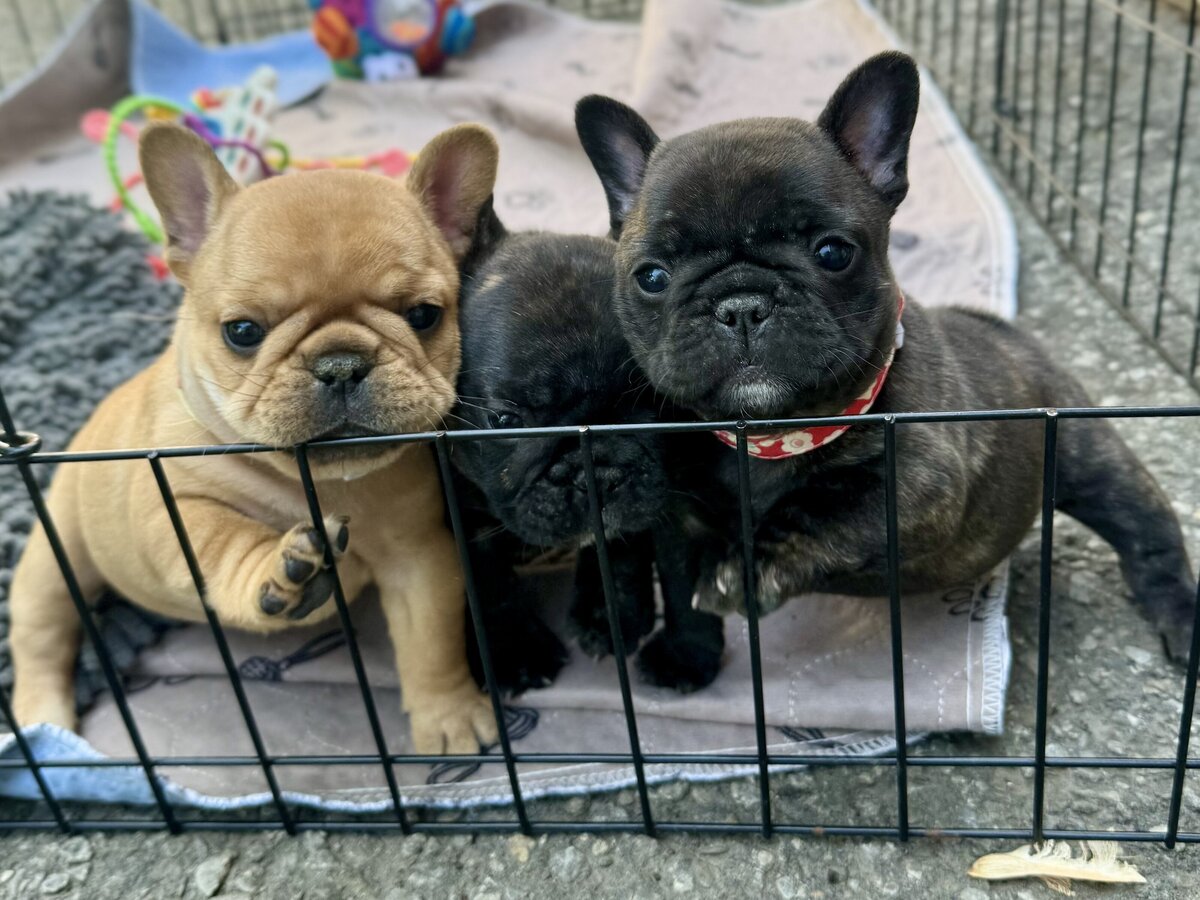 LMN Bulldog hero puppies