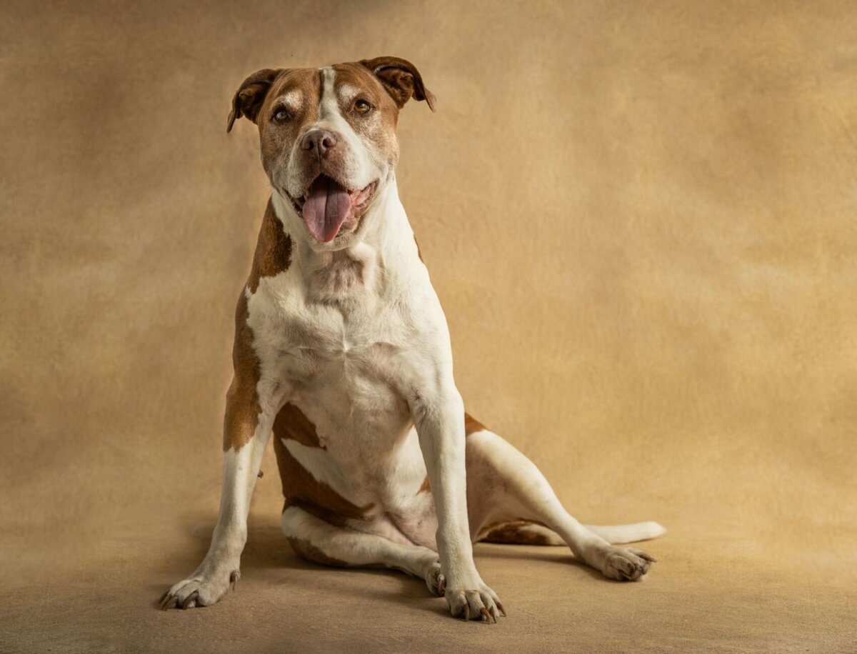 lilla-bordas-portraits-tampa-DOG-photographer1342_2