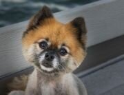 lilla-bordas-portraits-tampa-DOG-photographer1462_1