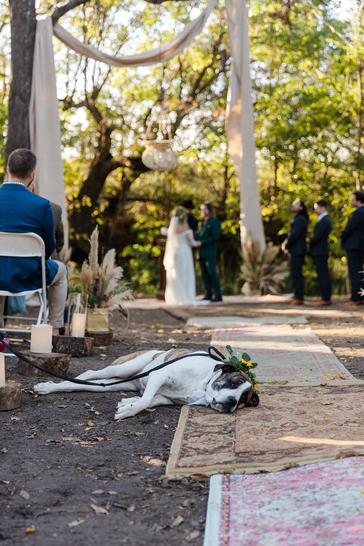A candid shot of the ring bearer dog resting on a rug during an outdoor, natural wedding ceremony in Fort Worth, Texas. The white and brown dog is wearing a small floral arrangement on their collar. In the background, the bride and groom can be seen out of focus preparing to be wed.