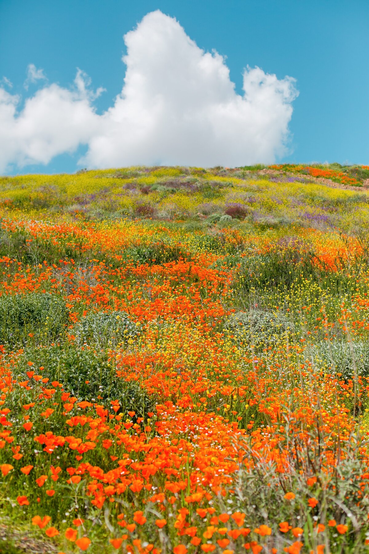 USA-North-America-Antelope-Valley-Poppy-Fields-Blooms-0034