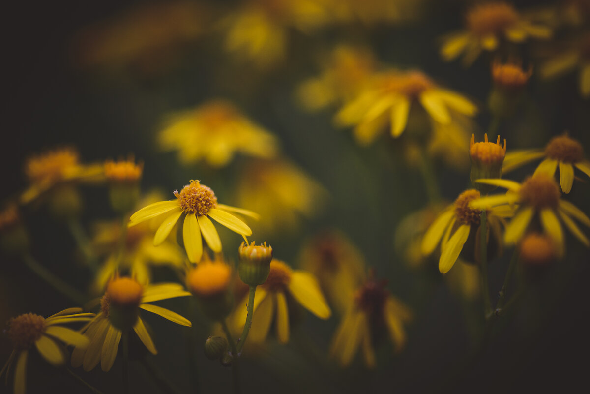yellowflowers-1
