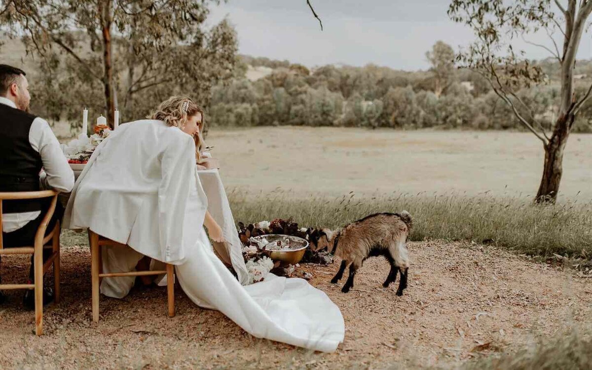 table_with_goat