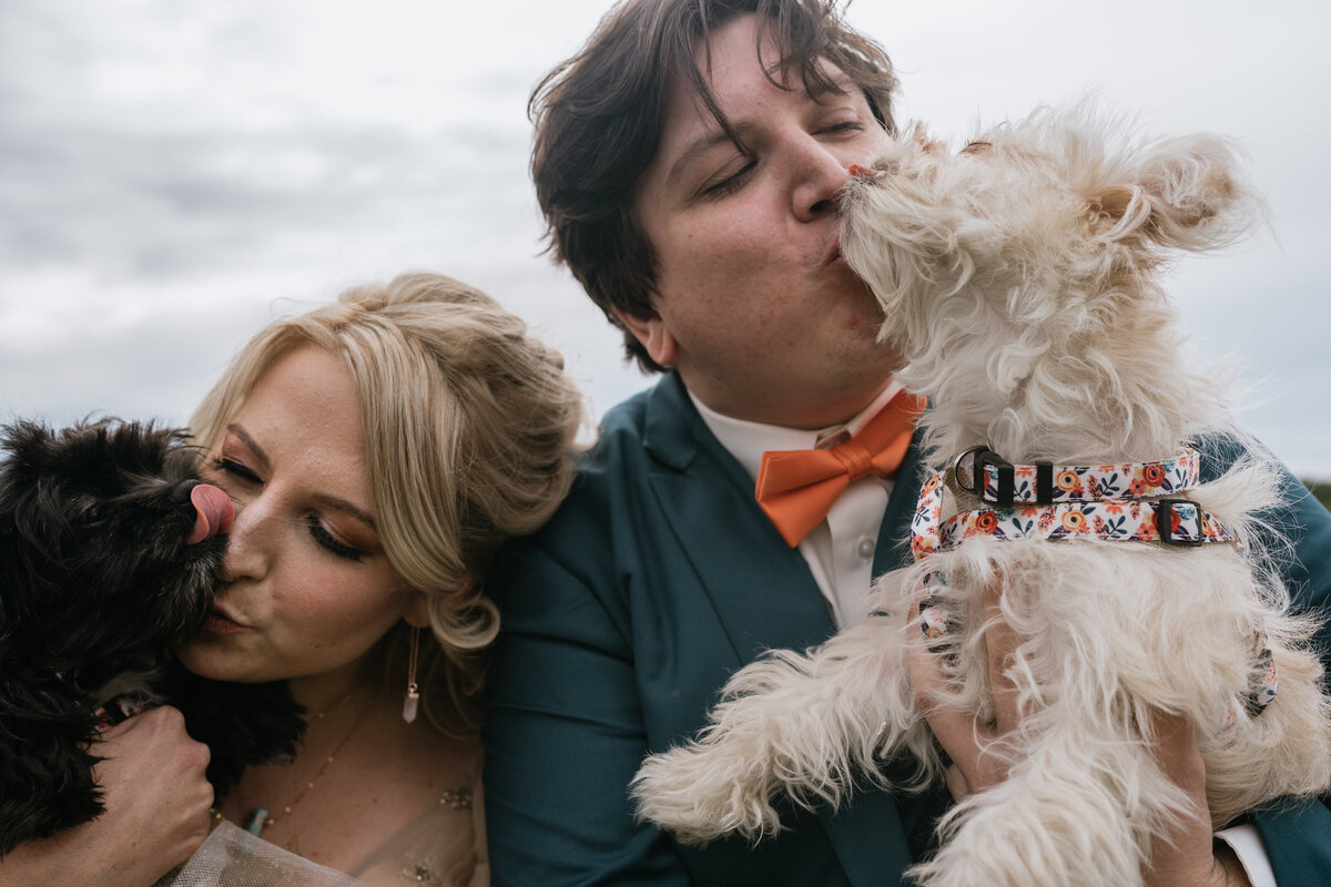 Groom and bride with dogs