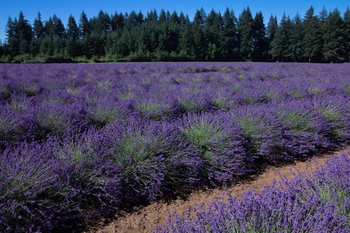 lavender_field_9401