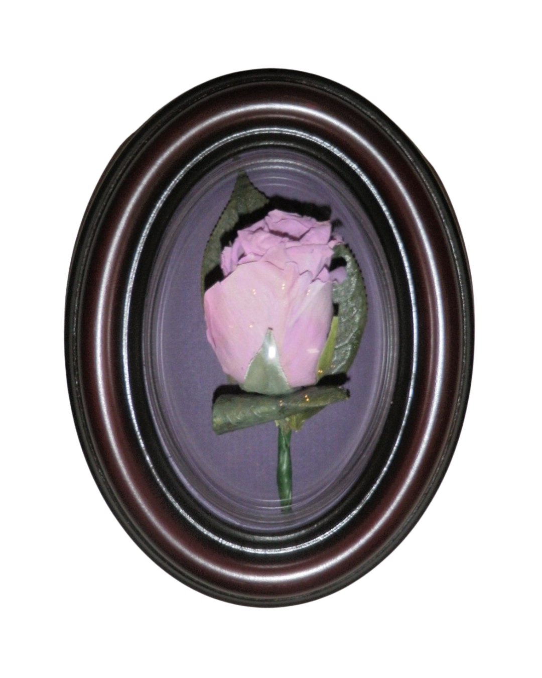 Rose preserved in pod frame.