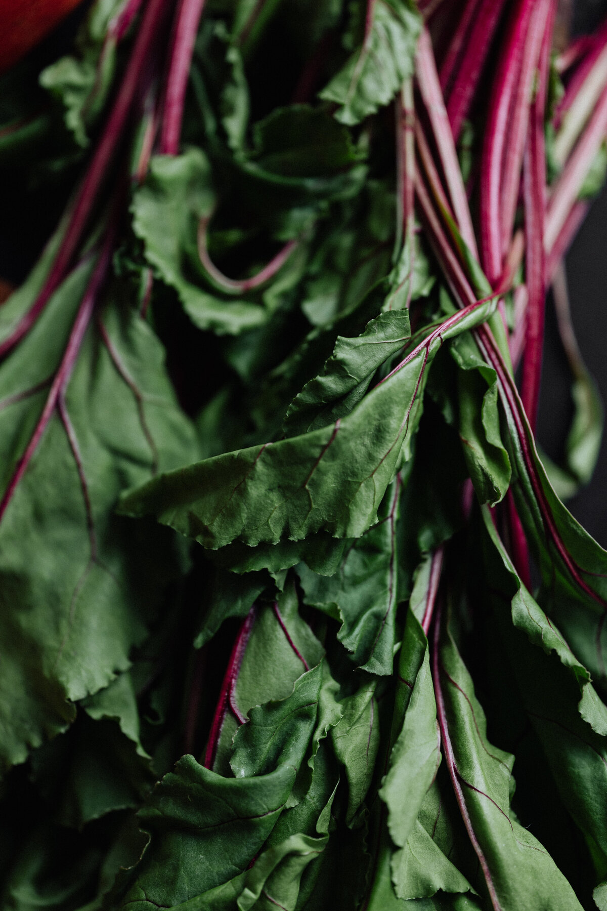 kaboompics_beet-leaves-18221