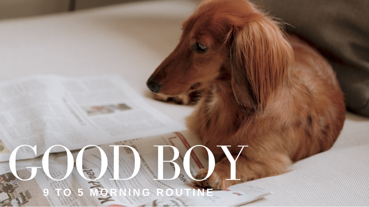 Good Boy Morning Routine