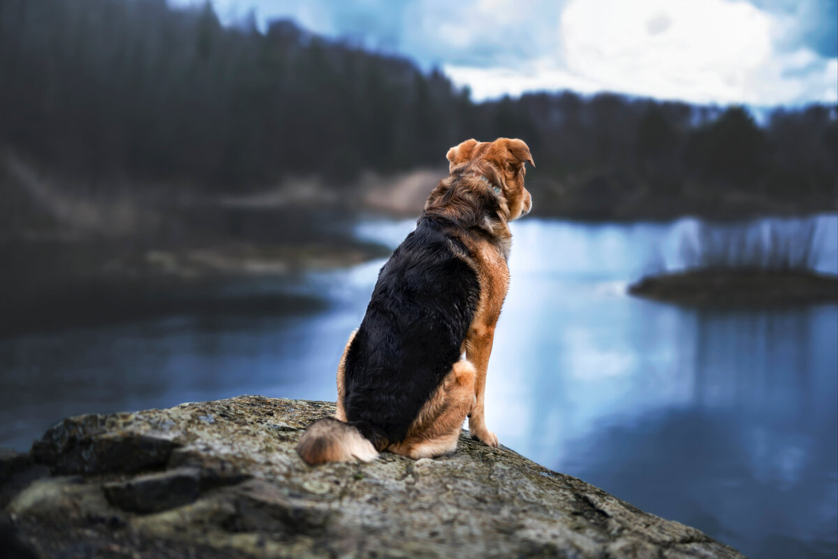 Hundefotografie-chemnitz-Tierfotografie-fotograf-Uhldingen-Bodensee-Hamburg-Dresden-Erfurt-Konstanz-12