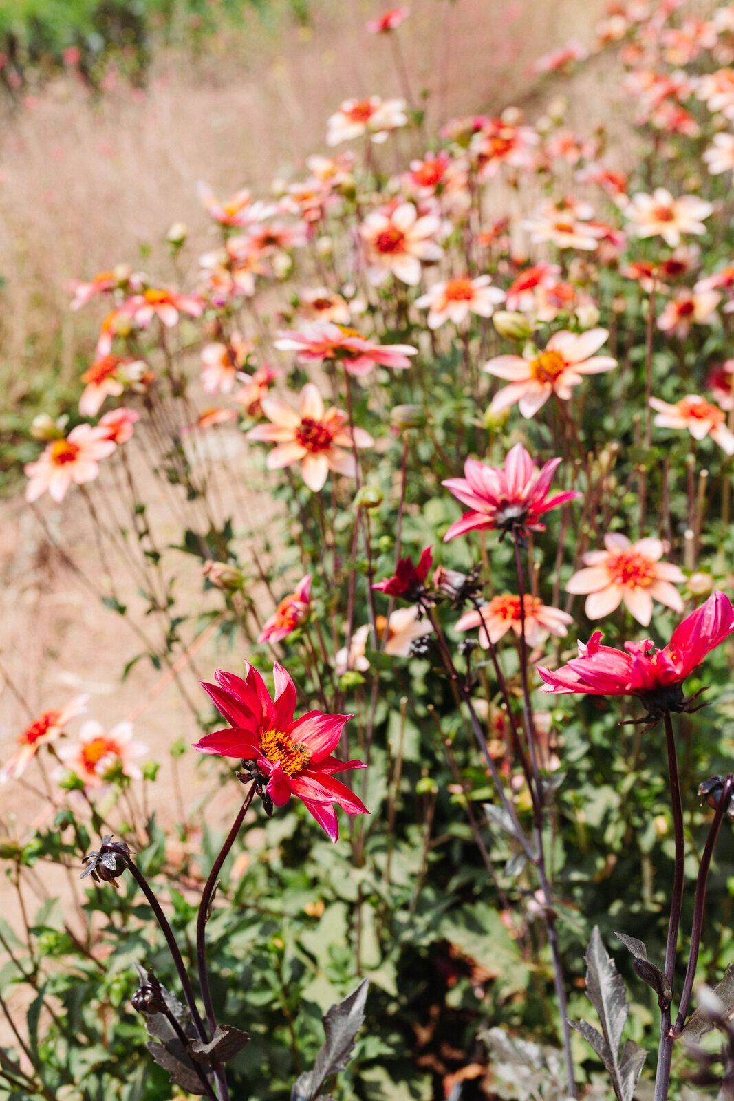 santa-barbara-company-danielle-motif-photography-july-2021-starter-farm-web-size-8