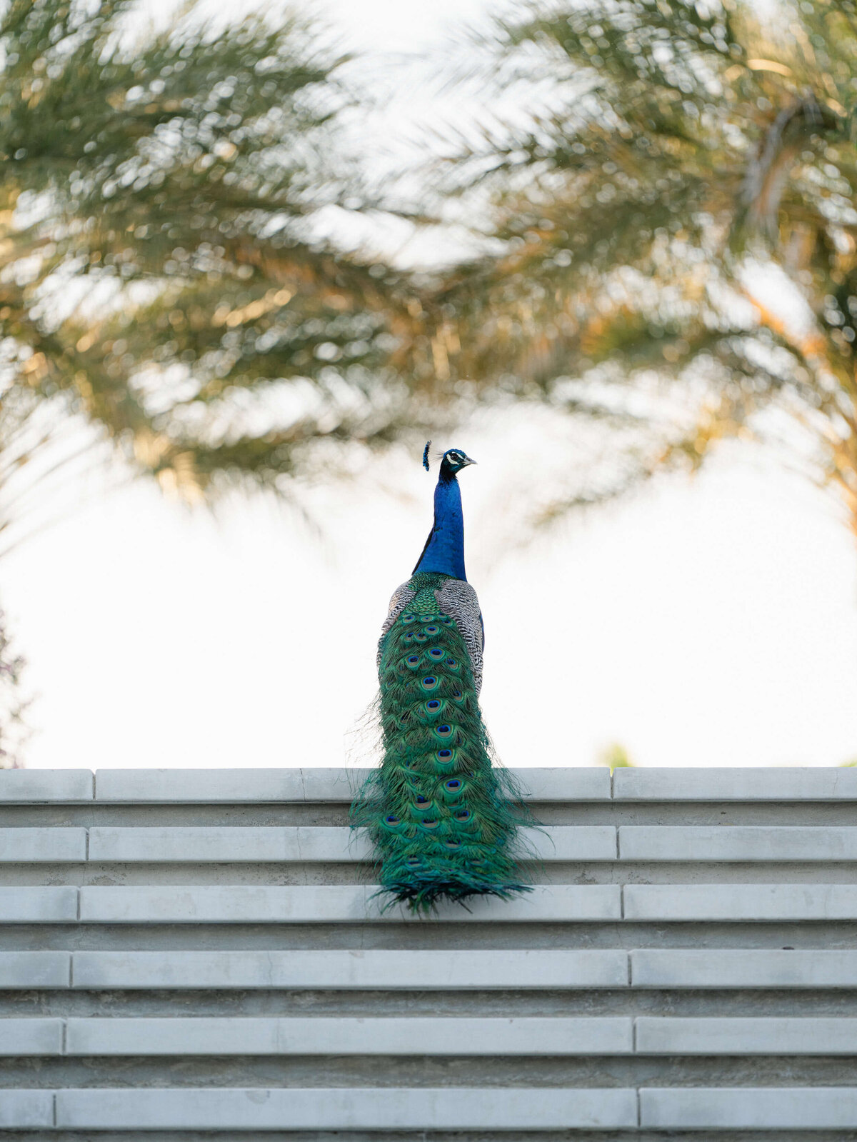 38-KT-Merry-Palm-Desert-Wedding-Matthew-Stephen
