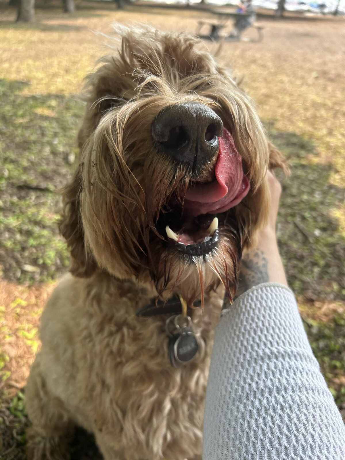 Happy dog on a leash during a dog walk in Toronto with Walk with Claire, trusted pet care in Hamilton and the GTA.