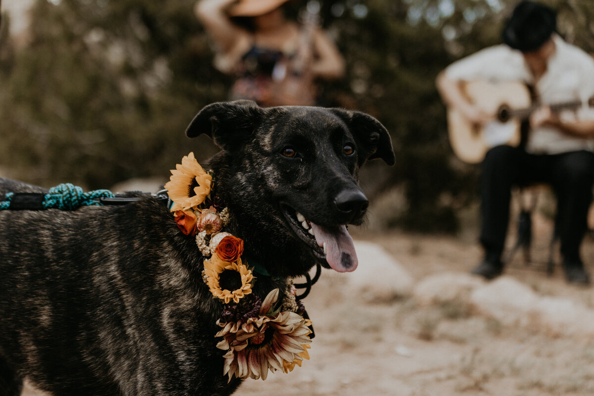 black dog wearing a flower collar at a wedding
