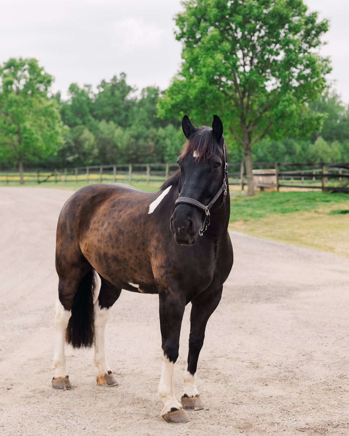 Equine Photographer in Richmond, Virginia